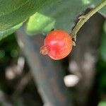 Viburnum suspensum Φρούτο