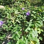 Ipomoea indicaЛисток