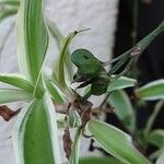 Chlorophytum comosum Fruit