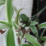 Chlorophytum comosum Frukt