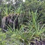 Pandanus belepensis Habitus