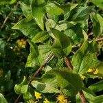 Solidago petiolaris Deilen