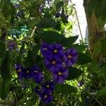 Solanum laciniatum Λουλούδι