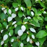 Mussaenda frondosa Leaf