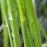 Eriophorum latifolium Bark