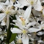 Clematis flammulaFlower