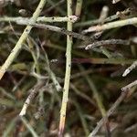 Ephedra foeminea Bark