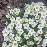 Saxifraga muscoides Fula