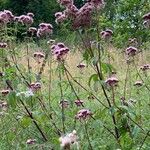 Eupatorium cannabinumFlower