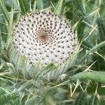 Cirsium ferox Flors