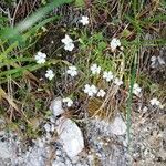 Heliosperma pusillum Flower