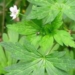 Geranium sibiricum List