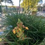 Bulbine frutescens Fleur