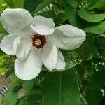 Magnolia sieboldii Cvet