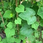 Passiflora foetida Leaf