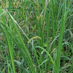 Carex utriculata Habitatea
