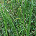 Carex utriculata Habit