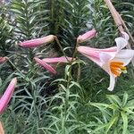 Lilium regale Yaprak