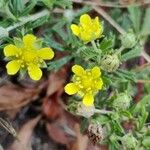 Potentilla argenteaFleur