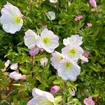 Oenothera speciosaFlor