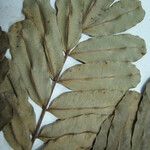 Macrolobium multijugum Other