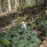 Dicentra canadensis ശീലം