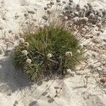 Armeria pungens Çiçek