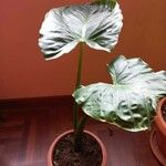 Alocasia macrorrhizos ᱥᱟᱠᱟᱢ