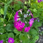 Primula malacoides Leaf