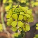 Sinapis arvensis Fula