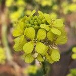 Sinapis arvensis Flower