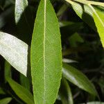 Salix sericea