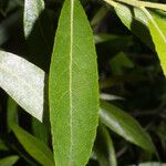 Salix sericea Hoja