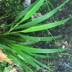 Brachypodium sylvaticum Feuille