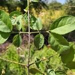 Euonymus verrucosus 花