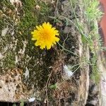 Sonchus tenerrimusFlower