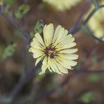 Lactuca tuberosa Квітка