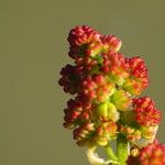 Pistacia terebinthus Fruit