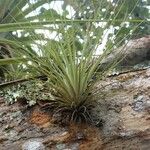 Tillandsia fasciculata Blad