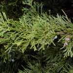 Juniperus sabina Liść