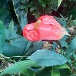 Anthurium scherzerianumപുഷ്പം