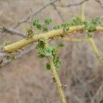 Commiphora schimperi برگ