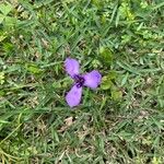 Herbertia lahue Flower