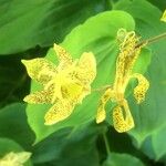 Tricyrtis latifolia Blomst