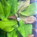 Echinodorus grandiflorus Folha