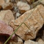 Aegilops triuncialis Leaf