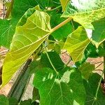 Jatropha curcas Blad