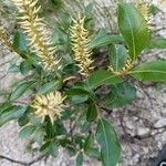 Salix glabra Fleur