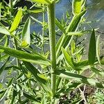 Lythrum salicaria ᱪᱷᱟᱹᱞᱤ