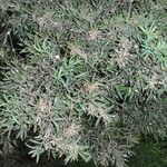 Afrocarpus falcatus موطن